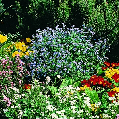 Picture of Myosotis (Forget-Me-Not) - Bluesylva